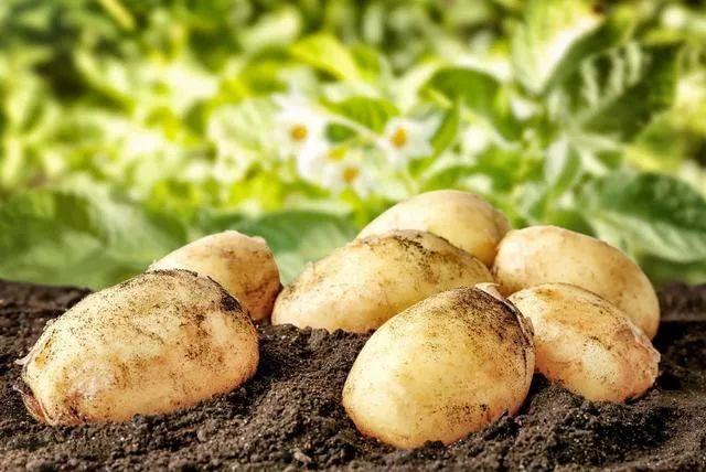 世界马铃薯市场第三季度行情—葡萄牙、荷兰