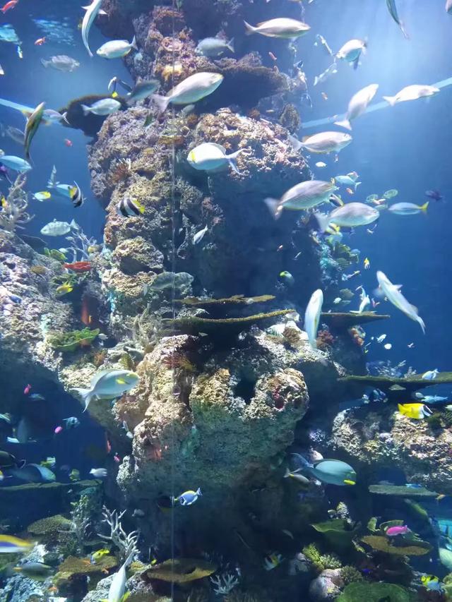 新加坡S.E.A水族馆