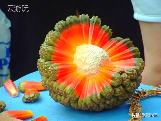世界10大珍奇水果，包括果王、果后，您吃过哪些？
