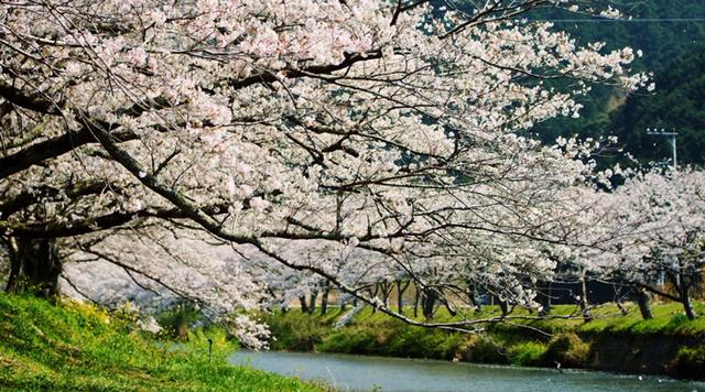 “一花一园一城”宣传片日本篇——落樱缤纷