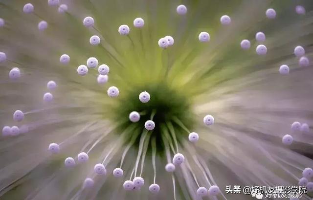 拍出蜻蜓复眼、花蕊细节？不妨从这7个方面注意一下