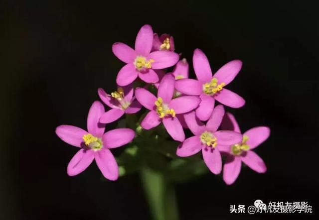 拍出蜻蜓复眼、花蕊细节？不妨从这7个方面注意一下