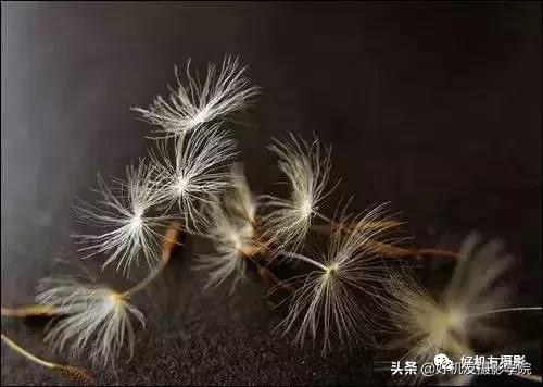 拍出蜻蜓复眼、花蕊细节？不妨从这7个方面注意一下