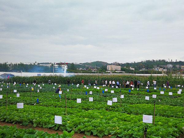 助推高原特色蔬菜产业发展 1400余个蔬菜品种同台“竞秀”