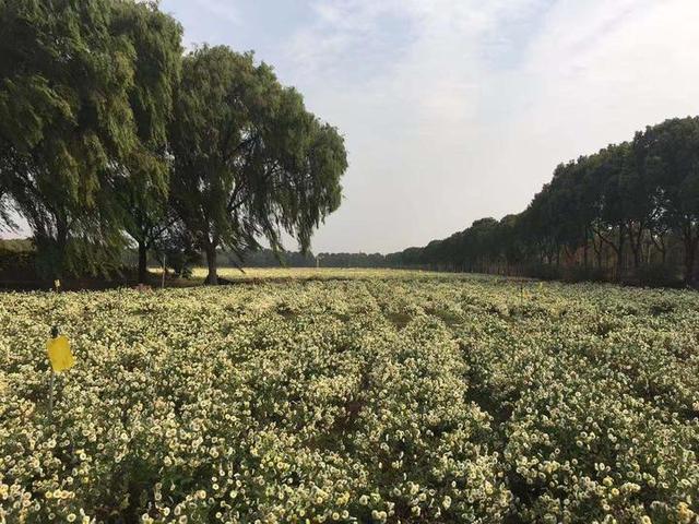 丰子恺笔下的杭白菊登陆巴黎时尚最前沿，它做的香水你可喜欢