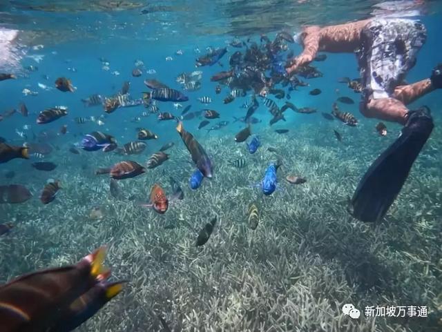 重磅！又一性价比超高的大马神秘海岛开岛啦，去过的人不足1%