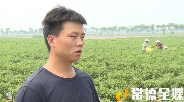 汉寿小伙放弃外企高薪回乡种菜，产品远销韩国、新加坡等地