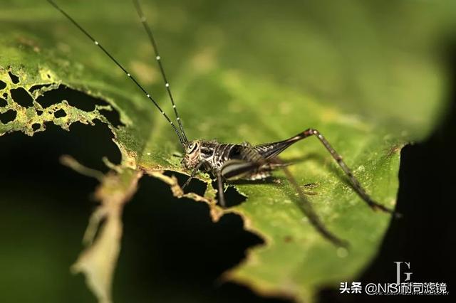 哈苏大师赛冠军——新加坡摄影师JoSeph的近摄镜测评