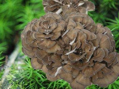 风靡日本新加坡的舞菇，乡村发展的新项目灰树花正在兴起你知道吗
