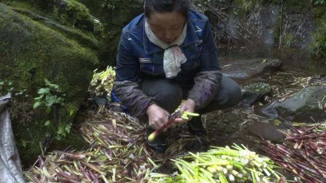 大关：筇竹笋破土而出 出口成“金”