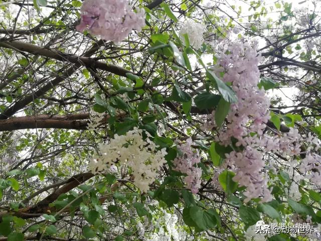 春雨，十年