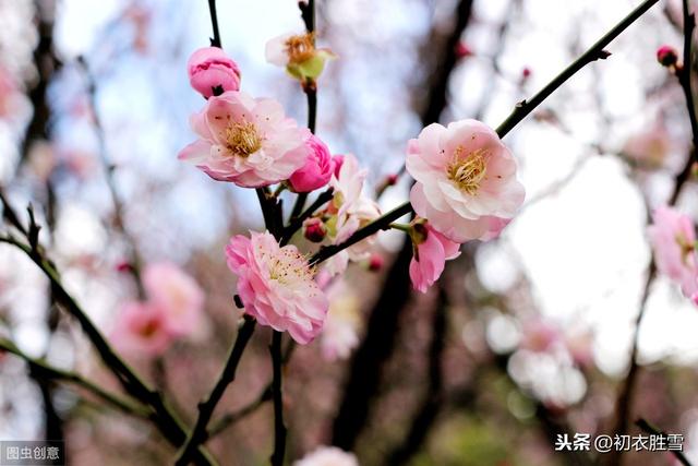 好诗必读：郁达夫的最后一首梅花诗，画眉还为画梅花