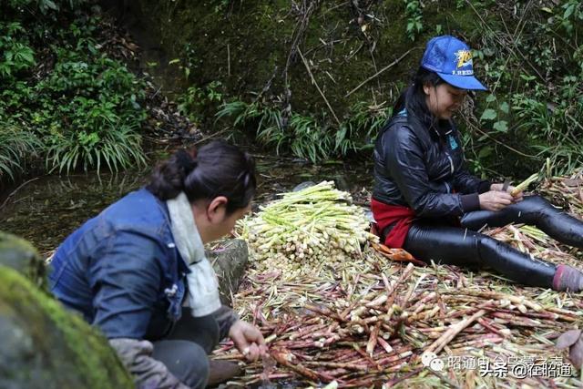 昭通大关10万亩笻竹笋破土成钱，采笋“大军”汇聚竹山！