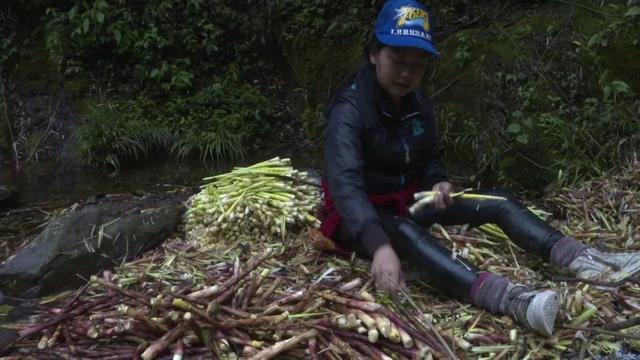 大关：筇竹笋破土而出 出口成“金”