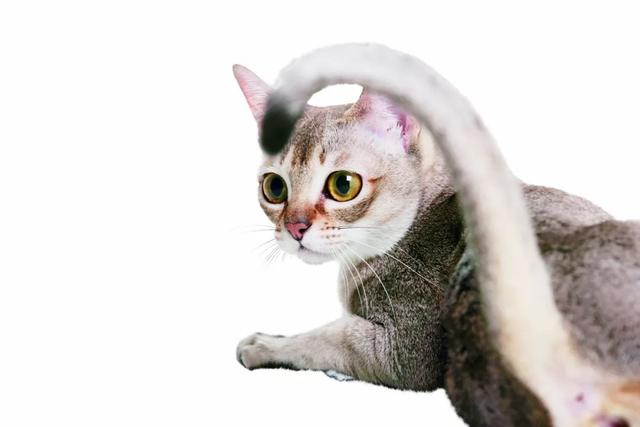 迎接一只新加坡猫都需要做什么？｜养护