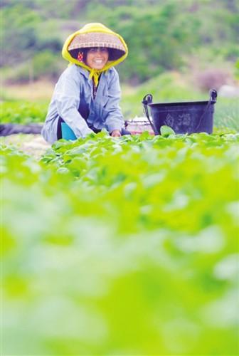 岛外经销商的海南瓜菜情