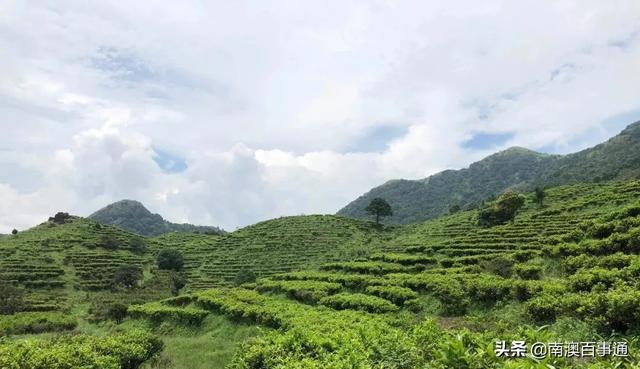 潮汕有一种茶，听起来臭，喝起来香…