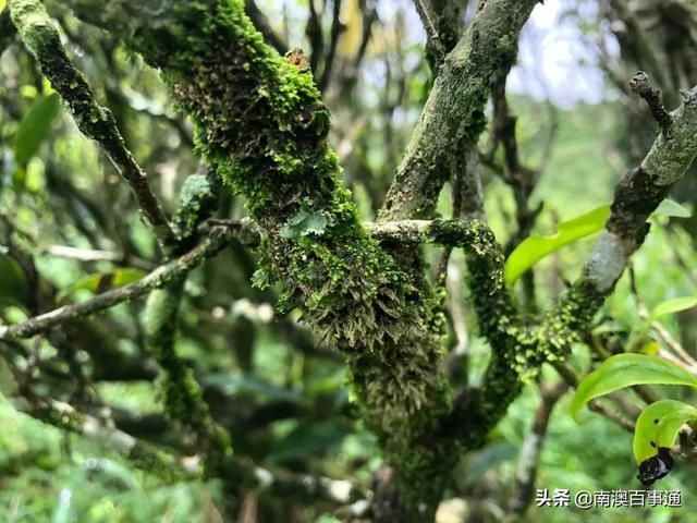 潮汕有一种茶，听起来臭，喝起来香…