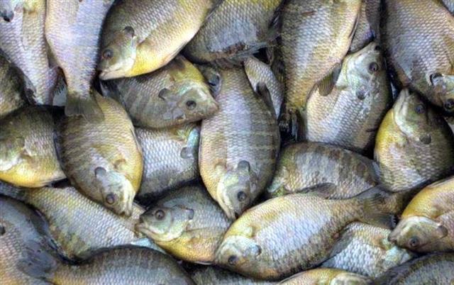 太阳鱼、宝石鲈鱼、加州鲈鱼……多种高端鱼将量产，江城市民将吃到汉产便宜“进口鱼”