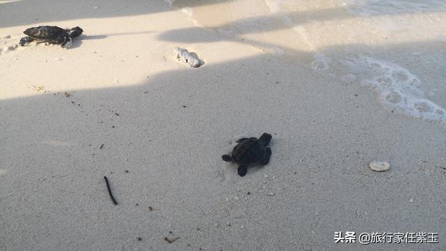 去印尼民丹岛旅游，在碧海蓝天的白沙岛，体验放小海龟游回大海