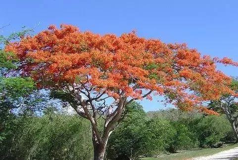 世界各国国花（第一辑）