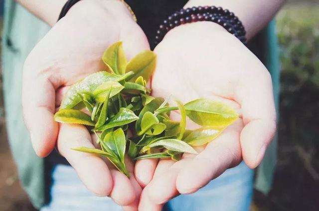 绿茶3种冲泡全攻略，转给喜欢喝绿茶的朋友！