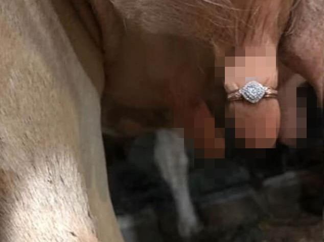 新加坡农民另类求婚创意被喷惨了：将婚戒戴奶牛乳房上向女友求婚