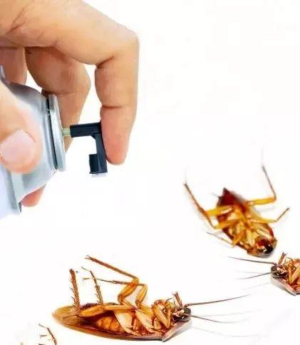 在新加坡生活，该怎么样才能抵御蟑螂入侵？