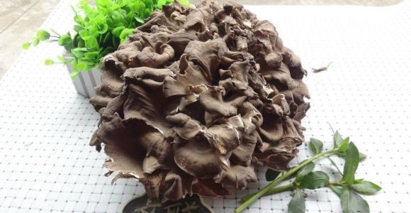 风靡日本新加坡的舞菇，乡村发展的新项目灰树花正在兴起你知道吗