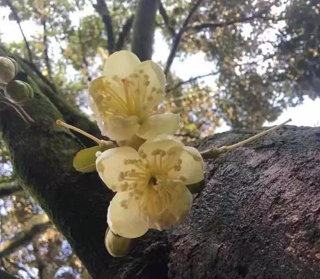 从李嘉诚到内地百姓——近30年，“猫山王”榴莲的“金主”都是谁？