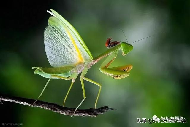 拍出蜻蜓复眼、花蕊细节？不妨从这7个方面注意一下