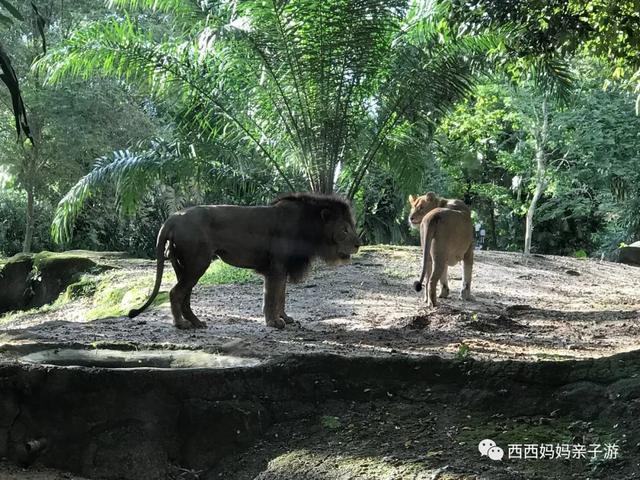 新加坡&马来西亚乐高 亲子游记（详细版）修改