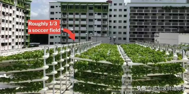 震惊！新加坡竟然自己生产这么多的东西！