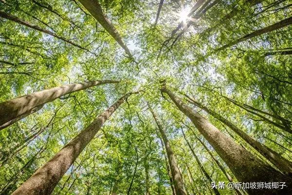 新加坡绝美新景点来袭！度假村开在森林里，还能随手喂大象~