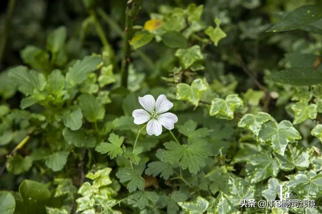 「测评」哈苏大师赛冠军——新加坡摄影师JoSeph的近摄镜测评