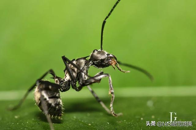 「测评」哈苏大师赛冠军——新加坡摄影师JoSeph的近摄镜测评