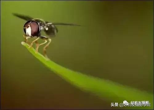 拍出蜻蜓复眼、花蕊细节？不妨从这7个方面注意一下