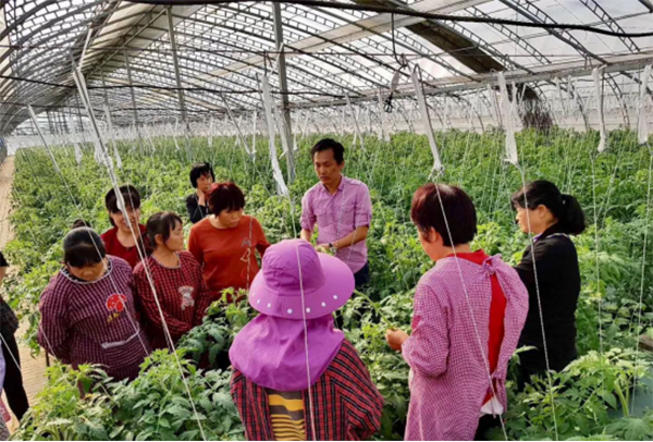 马来西亚总理马哈蒂尔点赞的鲜食型番茄项目在中国落地