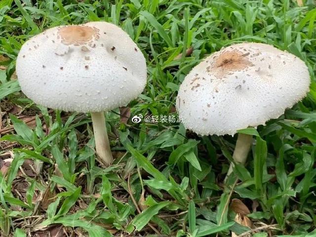 新加坡路边随处可见的蘑菇能吃吗？