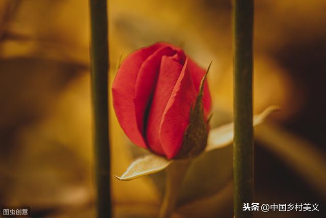 爱在戏言中的甜蜜亲情