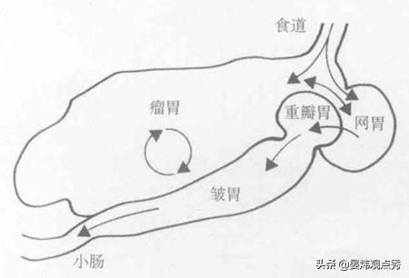 羊屁也是温室气体？新西兰培育“少屁羊”