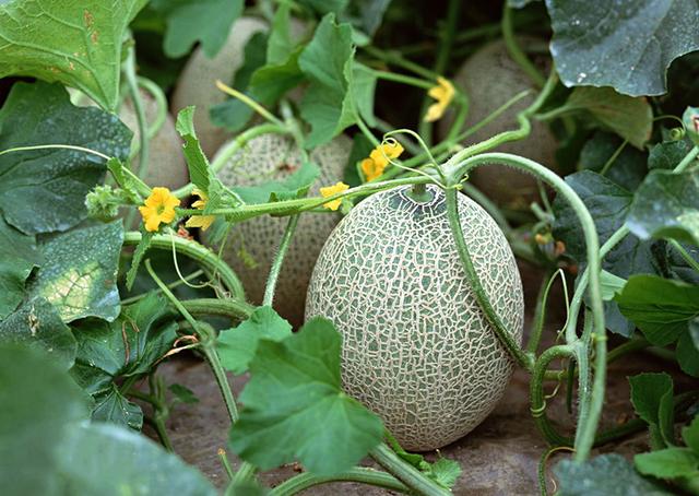 中国兰州高原夏菜