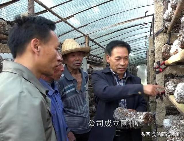 信阳新县企业家陈盛君：推广香菇种植，反哺家乡振兴（图）