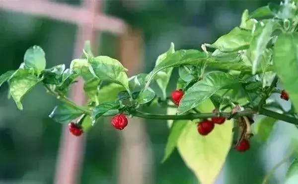 全球辣椒排行榜，辣死人不偿命