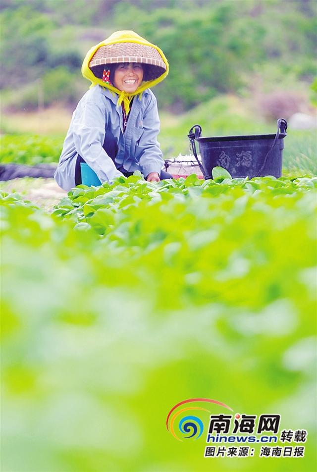 海南周刊 | 海南印记·足迹：岛外经销商的海南瓜菜情