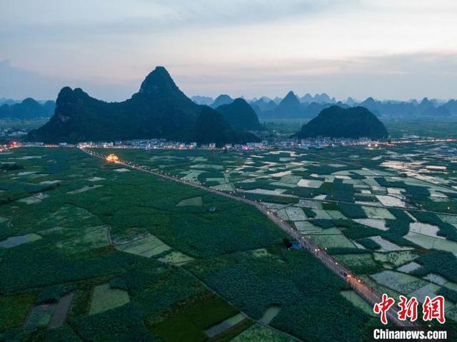 中国“玉藕之乡”荷花盛放 现荷塘月色景观