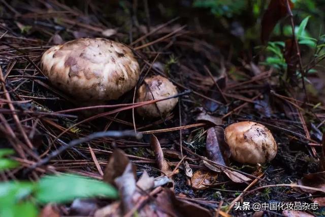 产业前瞻 | 美食届的奢侈品——松茸跨界护肤领域，再掀热门成分新浪潮