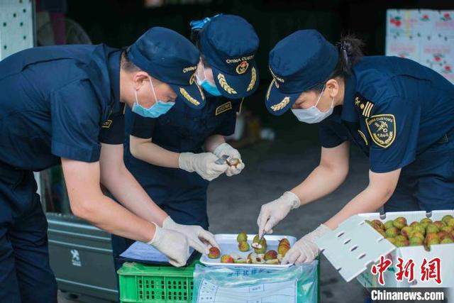 前5月广东荔枝出口1598.7吨 货值3942.5万元