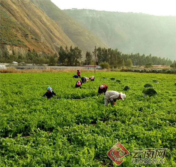 昆明东川区：小豆尖带来“大收入”小车间开启“致富路”