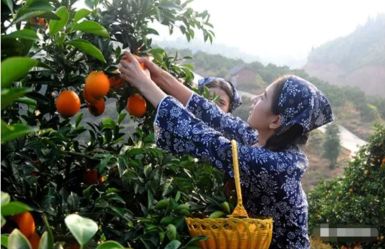 今年，赣南脐橙“橙霸”海外了